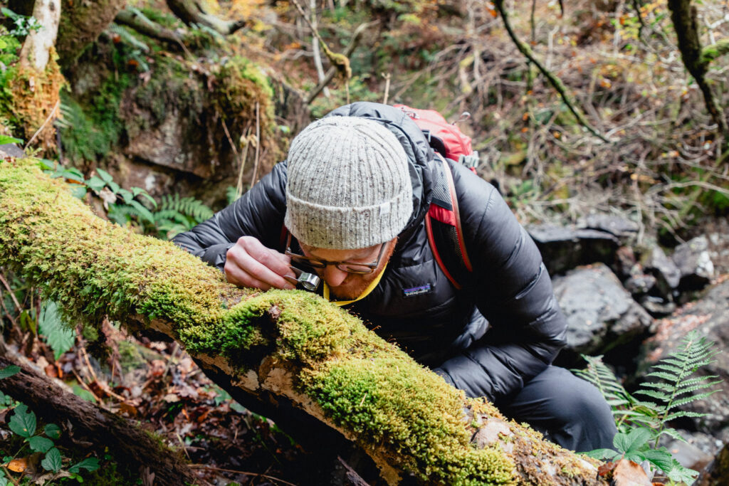 Stepping into one of Cumbrias temperate rainforests