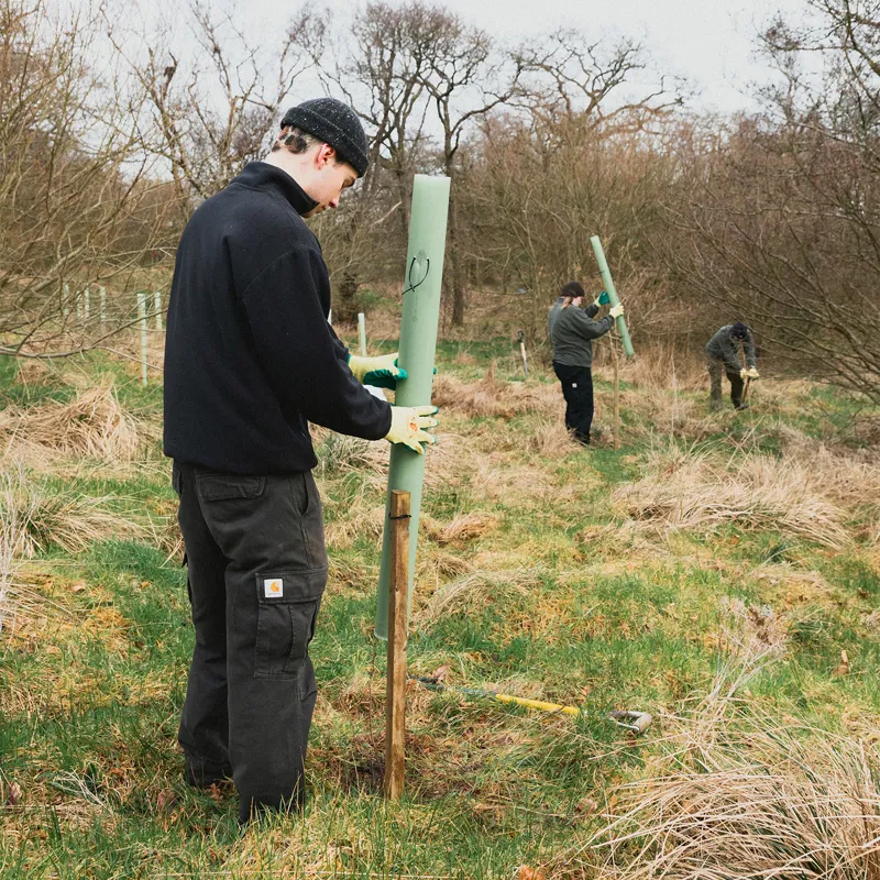 Reviving an ancient woodland